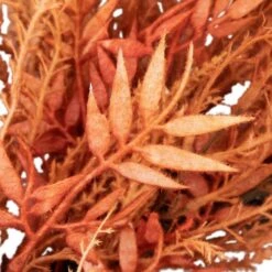Northlight 24 In. Unlit Peachy Pampas Grass Artificial Fall Harvest Wreath 9 Northlight 24 In. Unlit Peachy Pampas Grass Artificial Fall Harvest Wreath -The Home Depot Shop northlight fall wreaths 35688252 44 1000